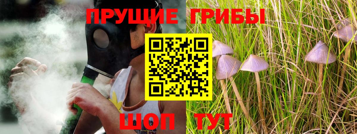 Псилоцибиновые грибы Psilocybe Барнаул